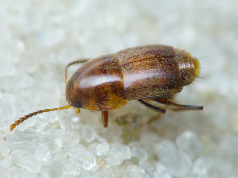 Staphylinidae Latreille, 1802